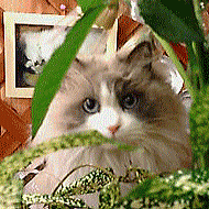 ���ڊŔ˂��F�`���I