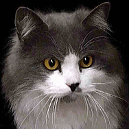 ����Ŕ˂��F�|��